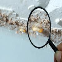 The Big Easy Termite Removal image 1