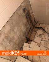Mold KO of Plano image 23