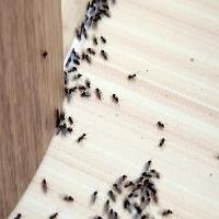 Scenic City Pest Control Solutions image 2