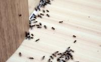 Boomtown Pest Control Solutions image 1
