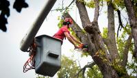 The Peak of Good Living Tree Service image 1