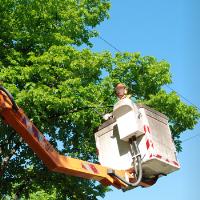 The Second City Tree Service image 1