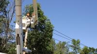 The Queen of the West Tree Service image 1