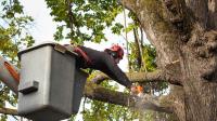 The Queen of the West Tree Service image 2