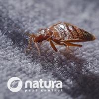 Natura Pest Control image 2