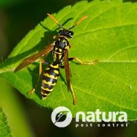 Natura Pest Control image 3