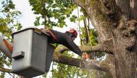 The Rebels Tree Service image 1