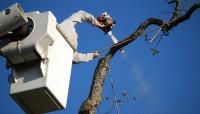 Strong Island Tree Service image 1