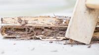 Cary Termite Removal Experts image 1