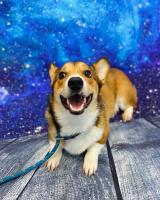 Cosmic Canine Training image 5