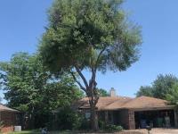 Mesquite Tree Service image 3