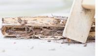 Sharp Town Termite Removal Experts image 3