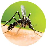 Mosquito Authority-Princeton/Robbinsville, NJ image 4
