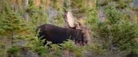 Bull Moose Wilderness Adventures image 2