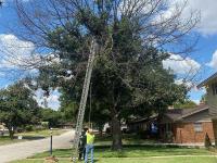 Dallas Tree Service image 4