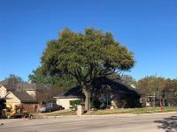 Dallas Tree Service image 2