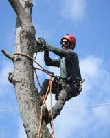 Elgin Tree Service image 1