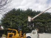 Shannon & Son's Tree Service image 4