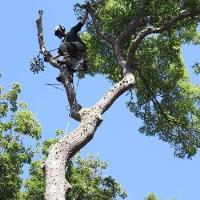 Cape & Island Tree Service image 2