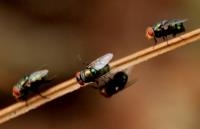 Hillsborough Termite Experts image 1