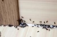 High Country Pest Control Experts image 1