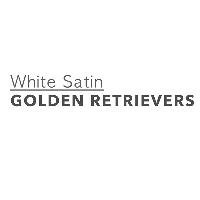 White Satin Golden Retrievers image 1