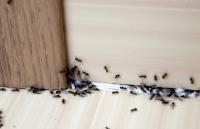 Hawkeye Termite Experts image 1