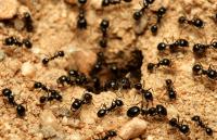 Bull City Termite Experts image 9