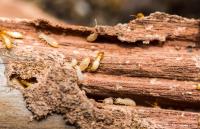 Bull City Termite Experts image 1