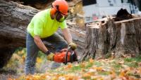 Funky Town Tree Service image 11