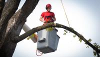 Funky Town Tree Service image 14