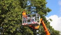 Funky Town Tree Service image 9