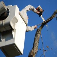 The Copper State Tree Service image 1