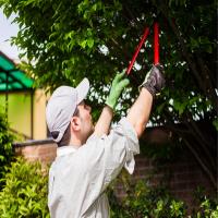 The Ville Tree Service image 1
