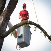 The First State Tree Service image 1