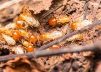 Scenic City Pest Control Solutions image 1