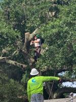 McCullough Tree Service image 5