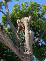 McCullough Tree Service image 6