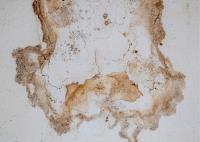 New Beige Water Damage Experts image 6