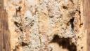 Stringtown Termite Removal Experts logo