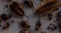 Tanler Termite and Pest Control image 3
