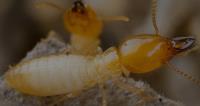 Tanler Termite and Pest Control image 4