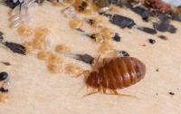 Green-Tech Termite and Pest Control image 14