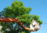 Cochichawicke Tree Service image 1