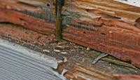 Lilac City Termite Removal Experts image 5
