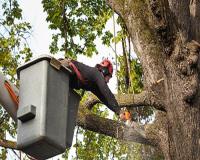 Clear Water Harbor Tree Removal Solutions image 1