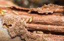 Magnolia State Termite Experts logo
