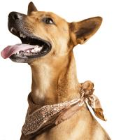 Online Dog Training image 6