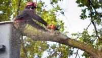 The Gathering Place Tree Service image 6