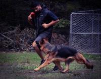 Vom Aariz - German Shepherd Kennel and Training image 1